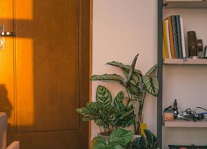 Plantas de interior fáciles de cuidar que transforman tu hogar