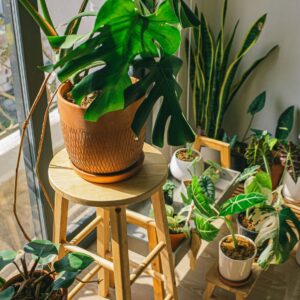 Plantas de interior fáciles de cuidar que transforman tu hogar